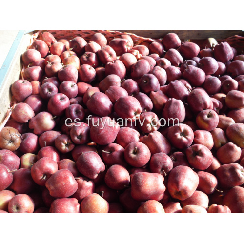 deliciosa manzana roja de Huaniu en venta